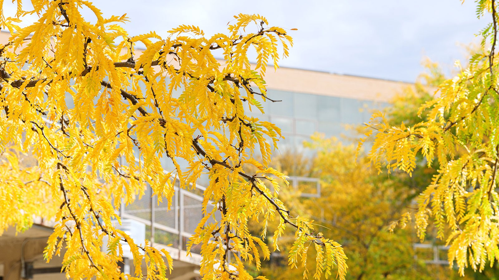 golden fall leaves on a tree.