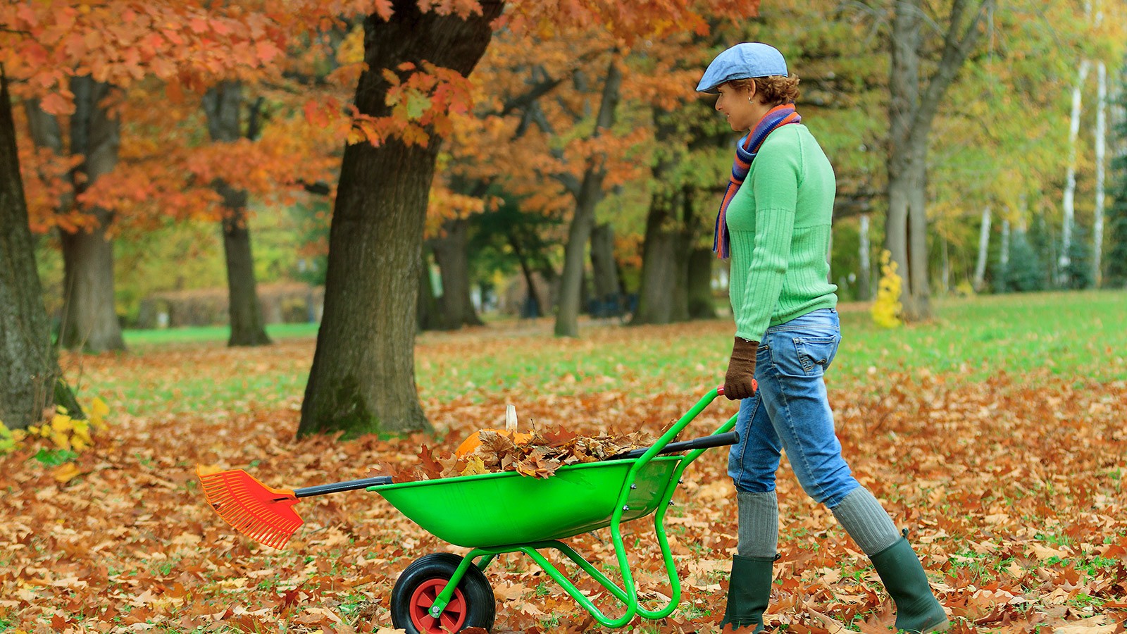 Woman pushing a wheelbarrow in a fall yard.