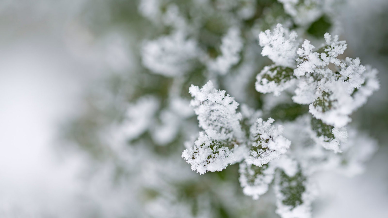 Frost on a plant.