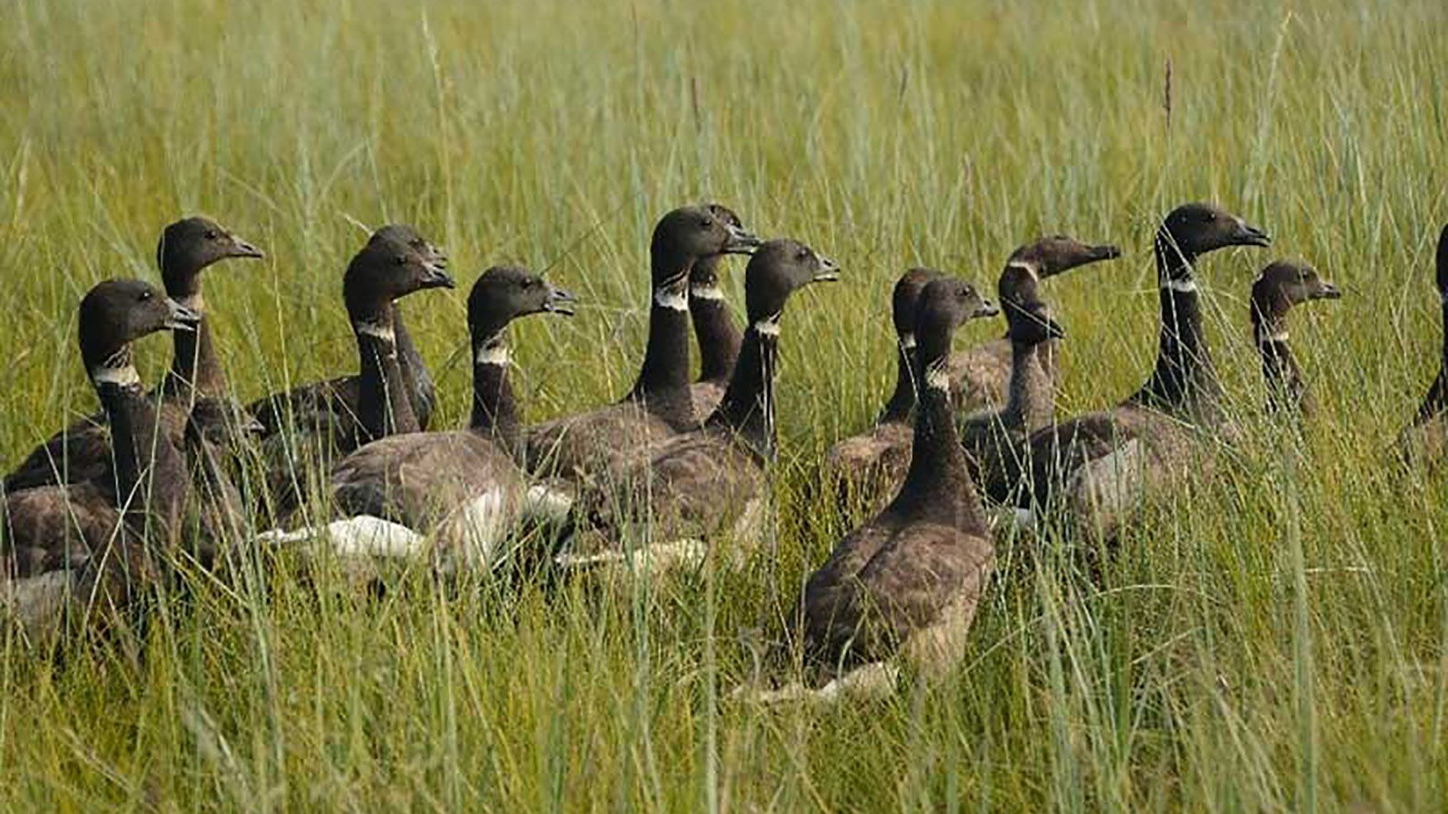 Geese in the grass.