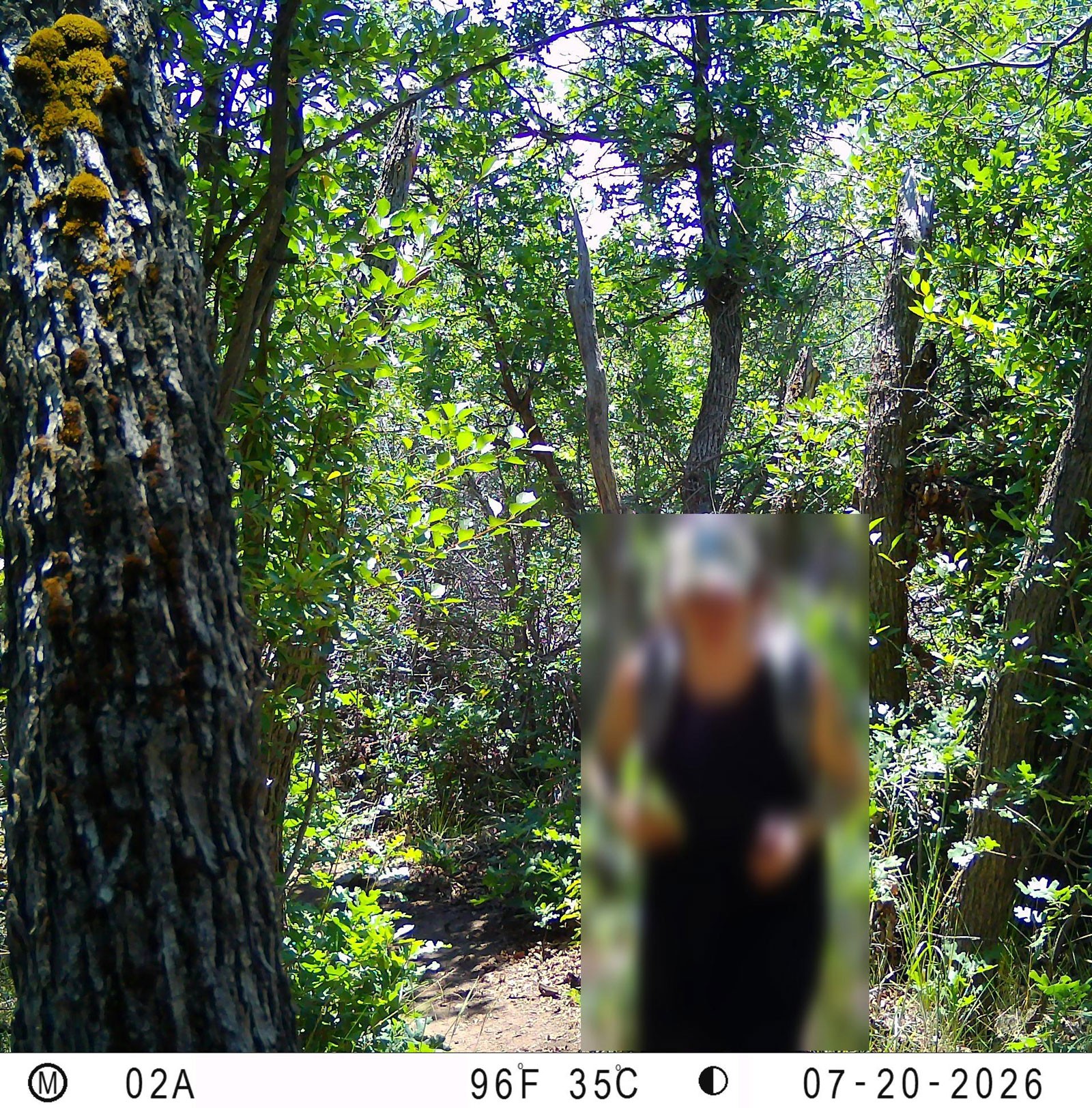 A hiker is shown blurred out in a still from a wildlife research camera.