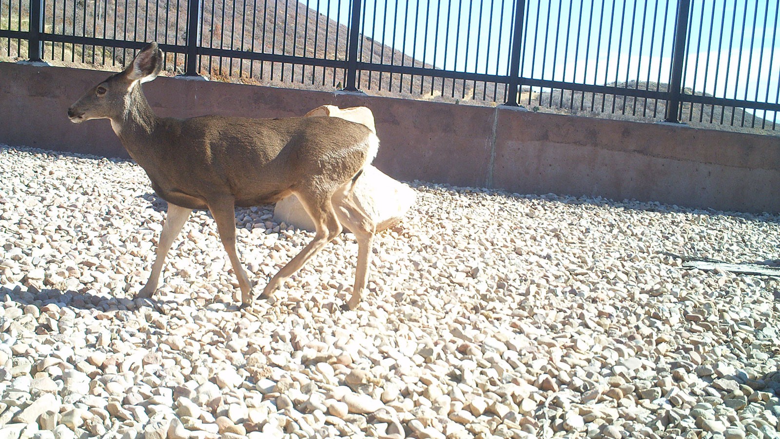 A deer crossing the I-80 overpass in Parley's Canyon.