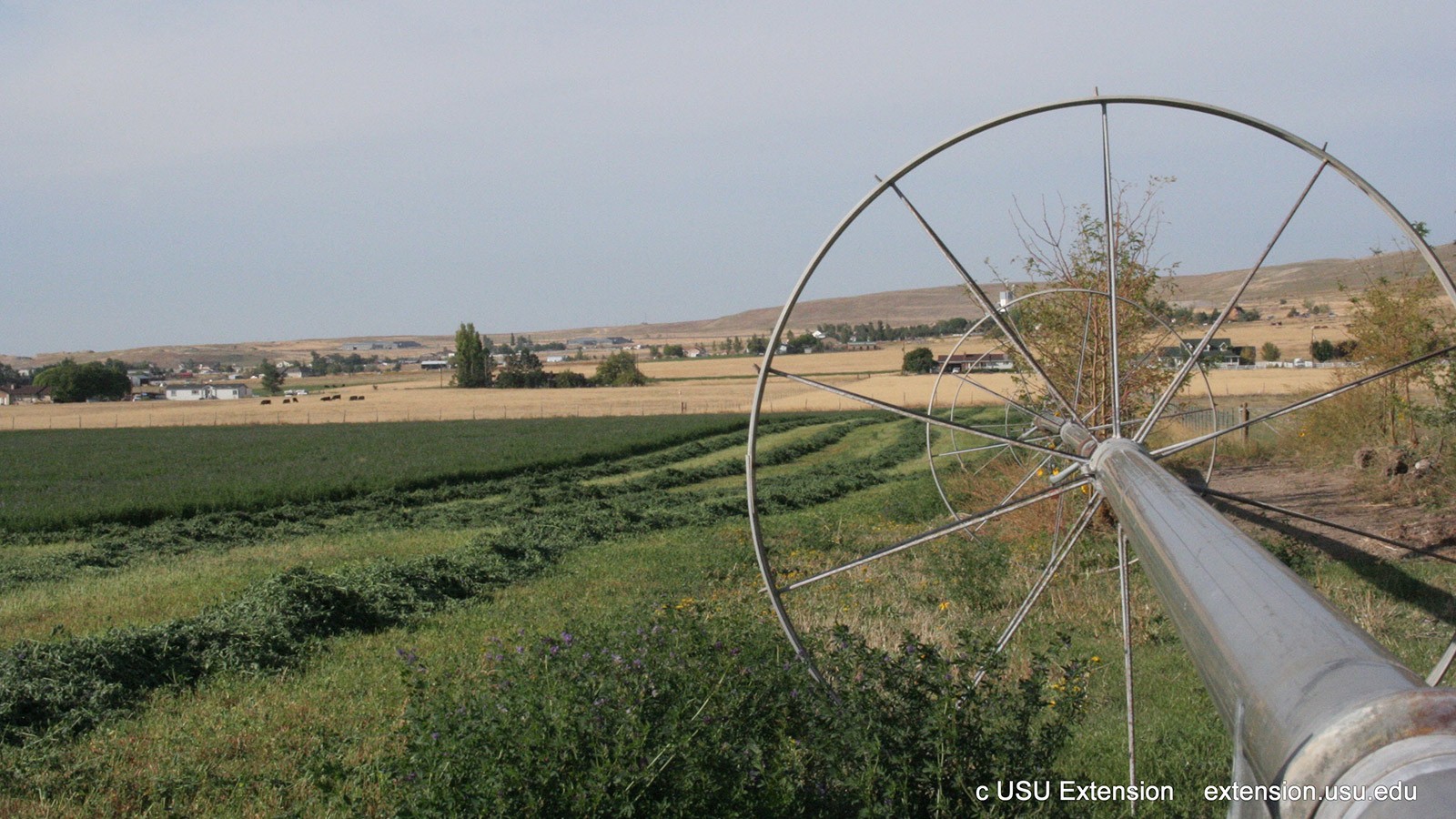 Irrigation sprinklers in a field.