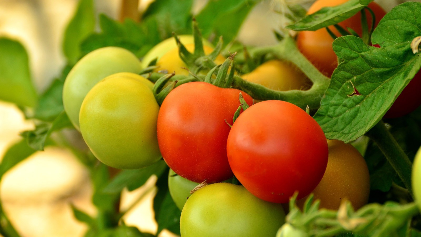 Tomatoes.