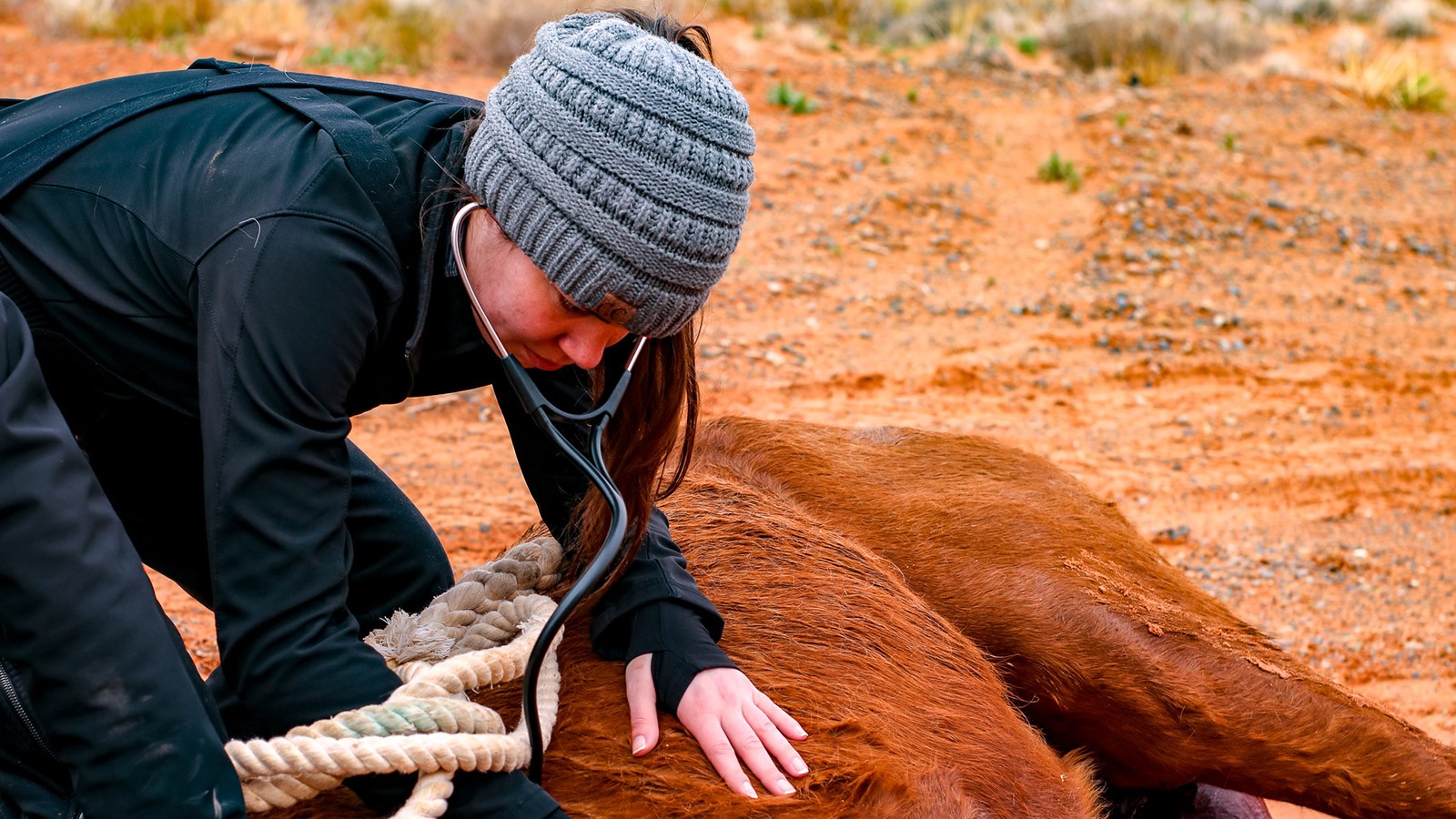 women checking on a horse with a stethoscope.