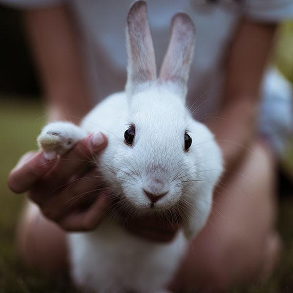 a child's hands hold a bunny